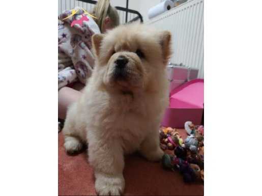 CHOW CHOW ÇİN ASLANI YAVRULARIMIZ