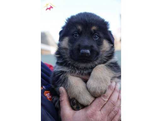ALMAN ÇOBAN KÖPEGİ YAVRULARIMIZ