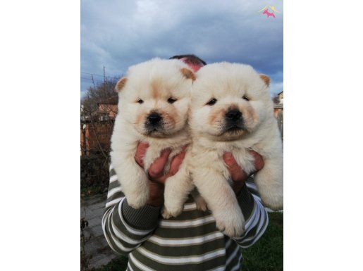CHOW CHOW ÇİN ASLANI YAVRULARIMIZ 