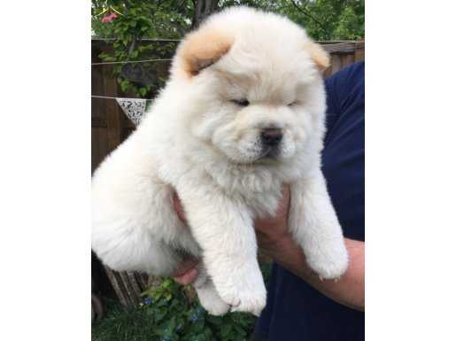 Chow Chow Çin Aslanı Yavrularımız