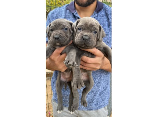 BLUE CANE CORSO YAVRULARIMIZ