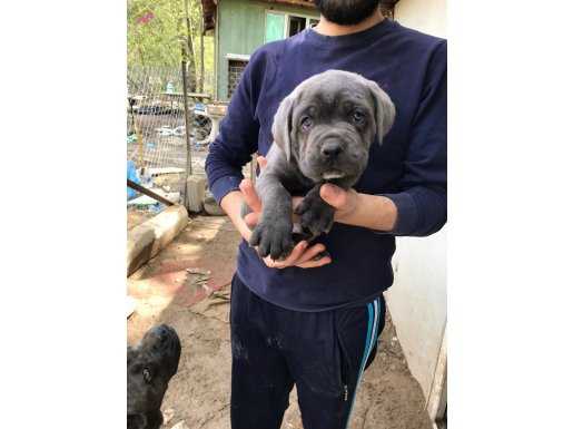 BLUE CANE CORSO YAVRULARIMIZ