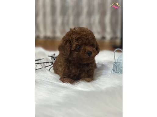 SECERELİ TOY POODLE BEBEKLER