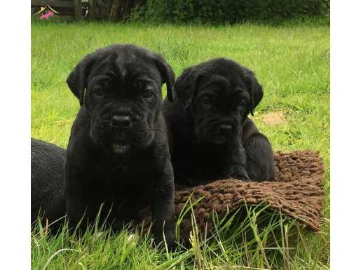 CANE CORSO YAVRULARIMIZ