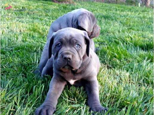BLUE CANE CORSO YAVRULARIMIZ