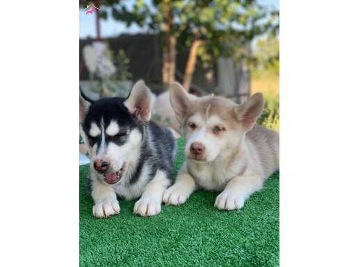 SİBİRYA KURDU HUSKY YAVRULARI
