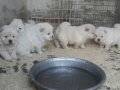 BEYAZ CHOW CHOW ( ÇİN ASLANI ) YAVRULARIMIZ