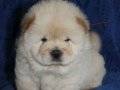 BEYAZ CHOW CHOW ( ÇİN ASLANI ) YAVRULARIMIZ