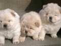 CHOW CHOW ( ÇİN ASLANI ) YAVRULARIMIZ