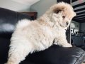 CHOW CHOW ÇİN ASLANI YAVRULARIMIZ