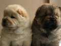 BEYAZ CHOW CHOW YAVRULARIMIZ