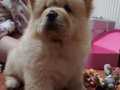 CHOW CHOW ÇİN ASLANI YAVRULARIMIZ
