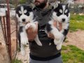 MASKELİ MAVİ GÖZLÜ SİBİRYA KURDU HUSKY YAVRUMUZ