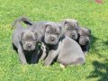 BLUE CANE CORSO YAVRULARI