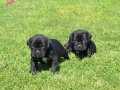 CANE CORSO YAVRULARIMIZ