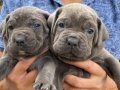 BLUE CANE CORSO YAVRULARIMIZ