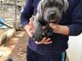 BLUE CANE CORSO YAVRULARIMIZ