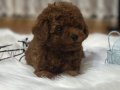 SECERELİ TOY POODLE BEBEKLER