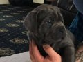 BLUE VE SİYAH RENK CANE CORSO YAVRULARIMIZ