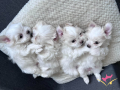 MALTESE TERRİER BEBEKLERİMİZ