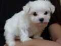 MALTESE TERRİER YAVRULARIM