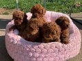 MALTİPOO YAVRULARIMIZ