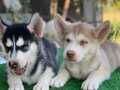 SİBİRYA KURDU HUSKY YAVRULARI
