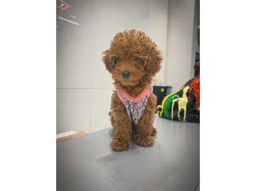 SAF KAN Poodle toy 