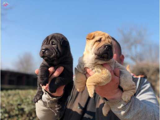 Birinci Sınıf Sharpei Yavrularımız