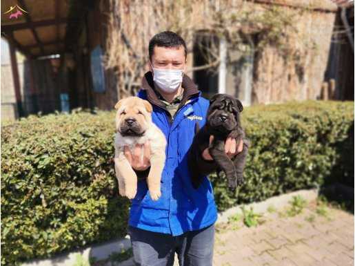 Birinci Sınıf Shar Pei Yavrularımız
