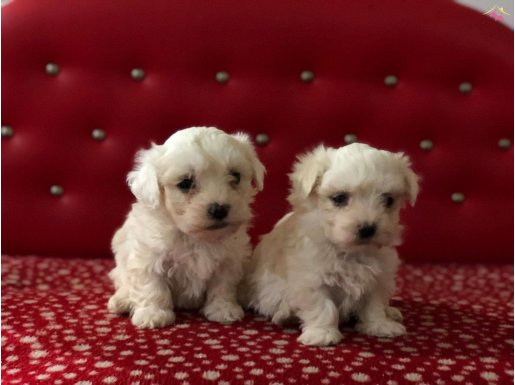 Maltese Terrier Yavrularımız