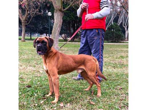 Eğitimli Boxer
