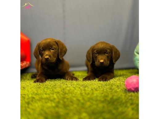 Renk Renk Labrador Yavruları