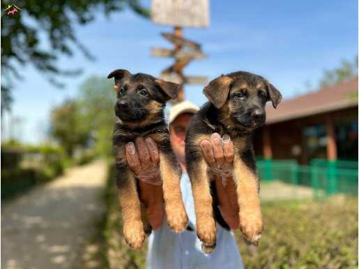 Secereli Alman Çoban Köpeği Yavruları