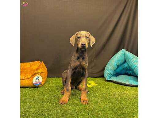 Çok Özel Blue Doberman