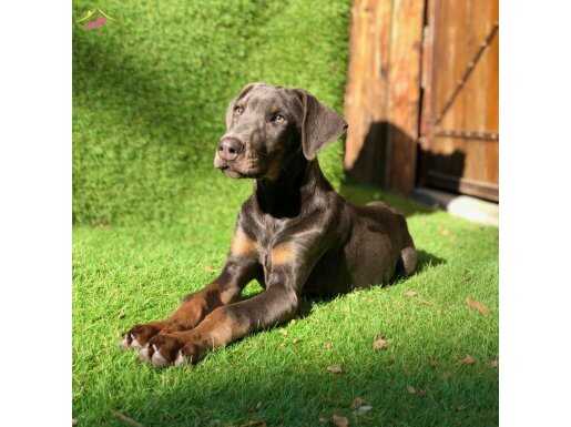 Nadir Bulunsn Blue Doberman Yavrumuz