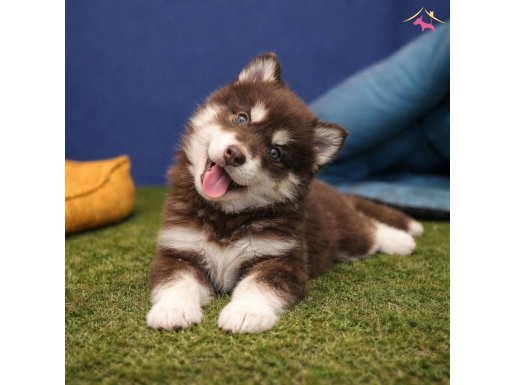 Alaska Malamut Yavrularımız