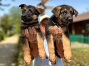 Secereli Alman Çoban Köpeği Yavruları