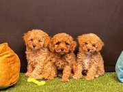 Toy Poodle Yavrularımız