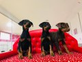 Birinci Sınıf Doberman Yavrularımız