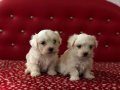 Maltese Terrier Yavrularımız