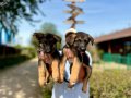 Secereli Alman Çoban Köpeği Yavruları