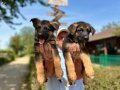 Secereli Alman Çoban Köpeği Yavruları