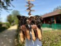 Secereli Alman Çoban Köpeği Yavruları