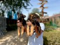 Secereli Alman Çoban Köpeği Yavruları