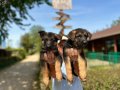 Secereli Alman Çoban Köpeği Yavruları