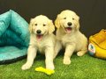 Bebek Yüzlü Golden Yavruları