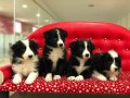 Zeka Küpü Border Collie Yavruları