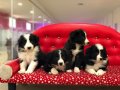 Zeka Küpü Border Collie Yavruları
