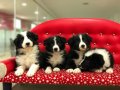 Zeka Küpü Border Collie Yavruları